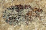 Shale With Fossil Dragonfly (Odonata) Larvae - France #254280-2